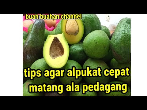 Bagaimana Cara Mengimbuh Alpukat Agar Cepat Matang