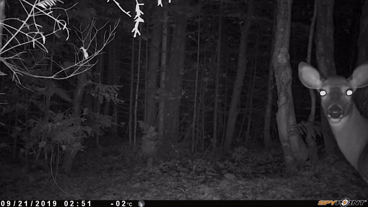 Trail camera 2019 Quebec Canada YouTube