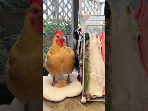 The girl decorated her chicken.