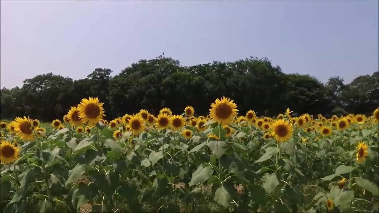 大洲市五郎 畑の前河川敷 ひまわり畑 16 8 1 Youtube