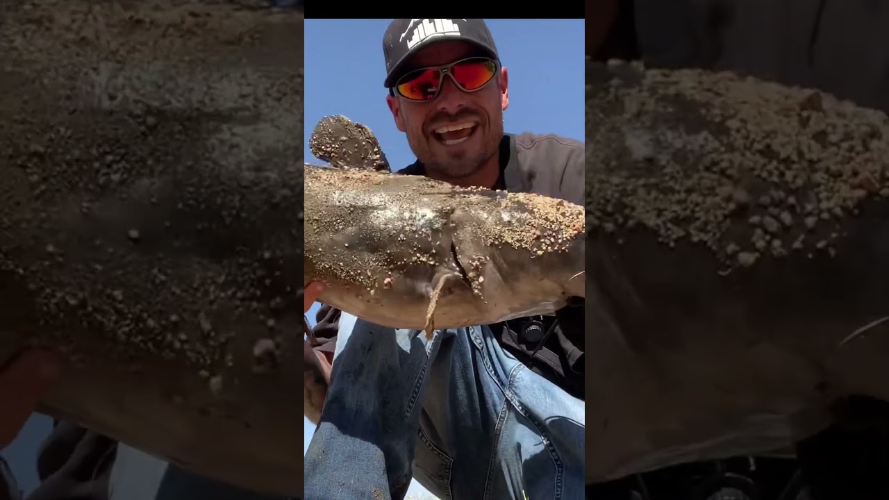 On the journey to find a monster, catfish 