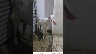 #goat #am goat lover#kota #AM GOAT LOVER