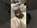 肩ごしに何か言うてるにゃんこ#shorts