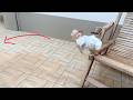 Baby FIDO Yelling So Loud Jump From Folding Chair To Hug Mom's Leg