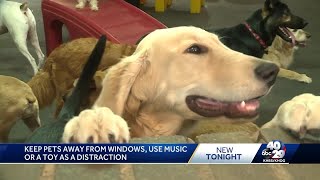 How to keep your pets safe during fireworks celebrations