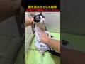 猫を洗おうとした結果お風呂が戦場になったwww