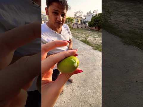 Когда манго опасное