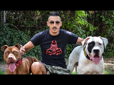 Vidéo: Comment différencier un pit-bull d'un dogo argentin