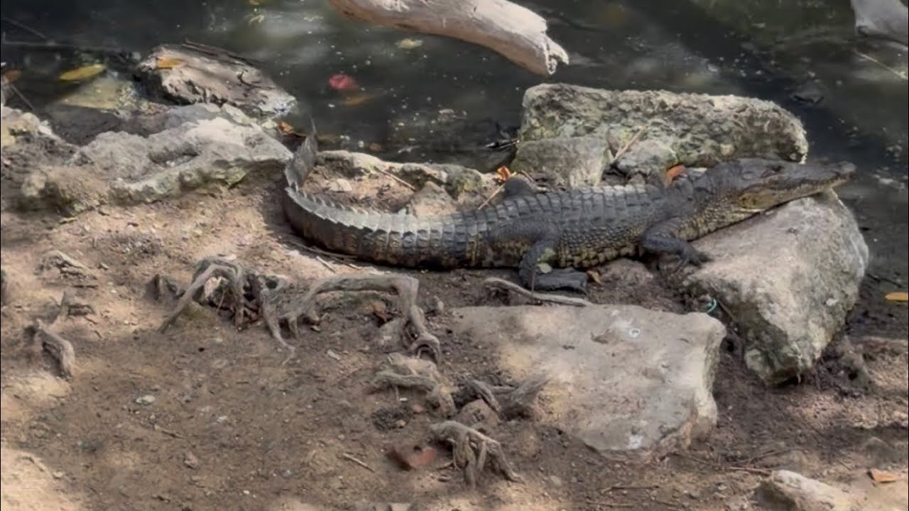 #parte 1 #cocodrilos #aves #reptiles #tampicotamaulipas 