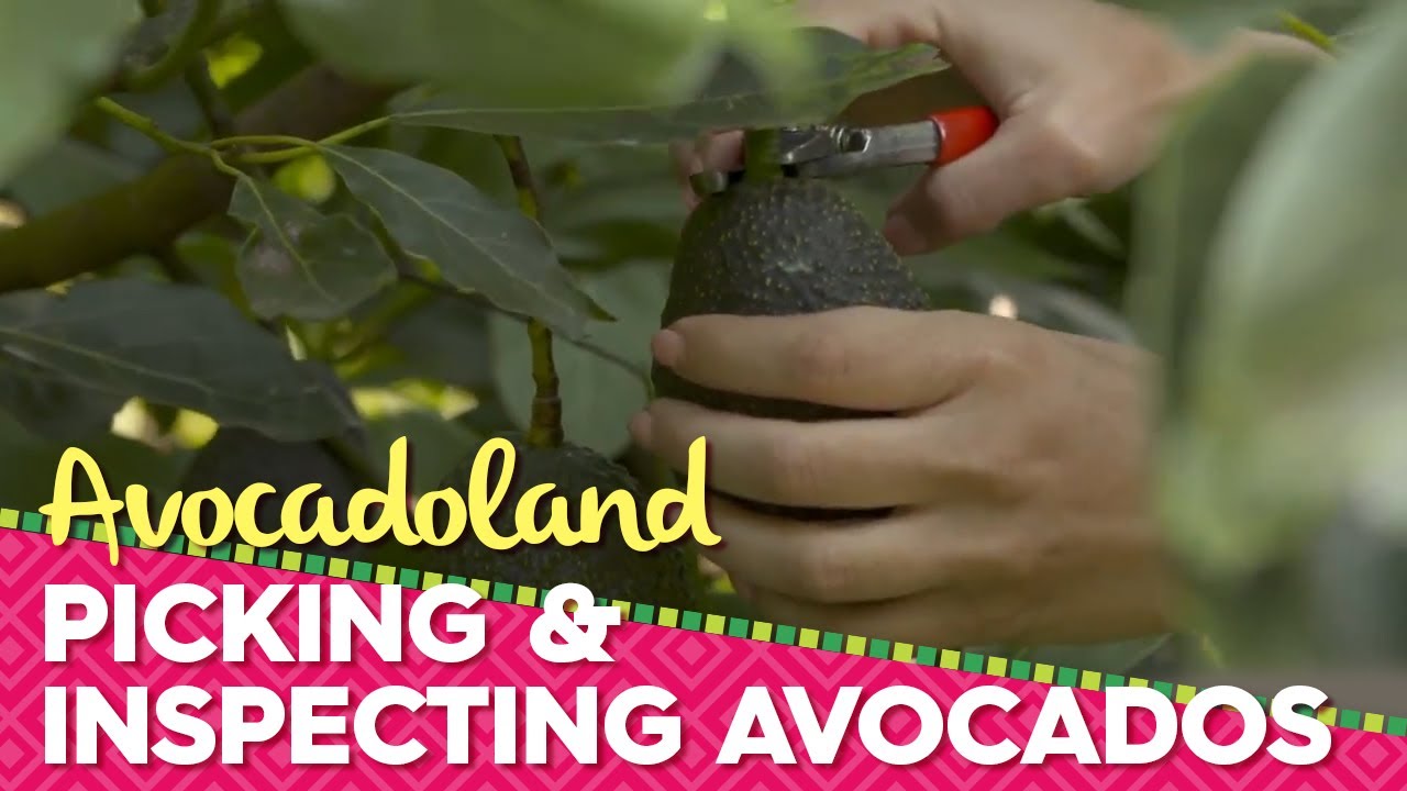 Avocadoland Episode 2 Avocados From Mexico YouTube