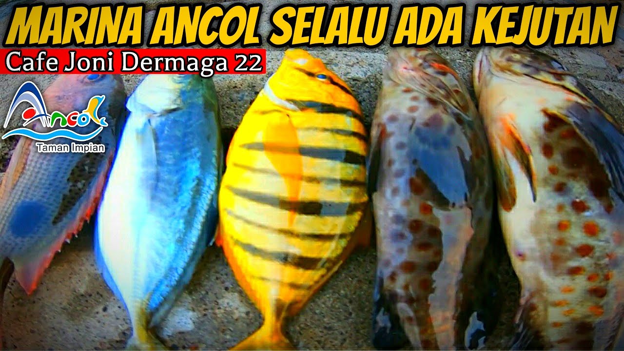 Dermaga 22 Ancol Terbaru 2024 || Aman Untuk Mancing Dan Bebas.....!!!!!