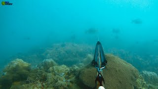 SPEARFISHING (PAMBATO NG MGA “MURO-AMI” MAGALING KAYA ??) CATCH & COOK PHILIPPINES !!