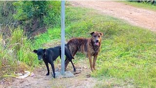 accouplement des chiens !saillie Les deux chiens se retrouvent collés #chien #reproduction #dog