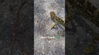 Alien lizard caught on camera 😱😱😱 ||Cyprus||