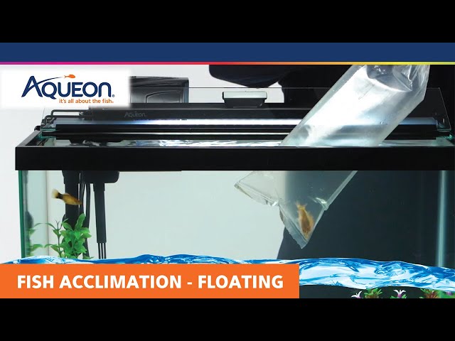 How to Acclimate Your Fish -- Floating Acclimation - YouTube How to Acclimate Your Fish -- Floating Acclimation - YouTube