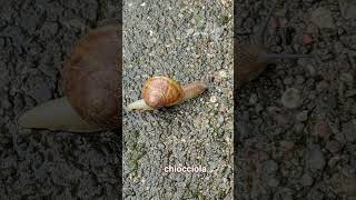 AMAZING NATURE " CHIOCCIOLA" in movimento 🐌