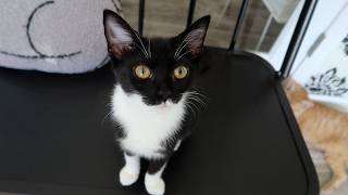 The Newest Litter Kittens Are The Sweetest Yet
