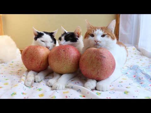 世界一りんごをのせた猫　221205