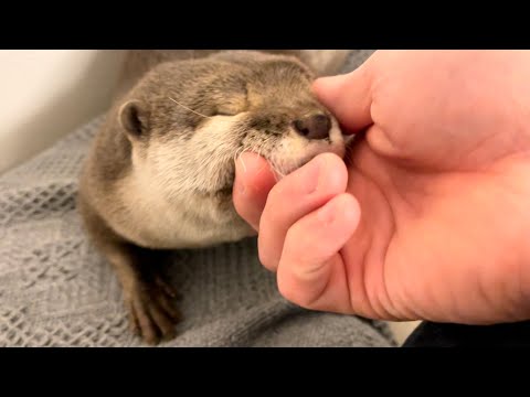 ??????? ???????????? I touched the "?" in the mouth of the otter