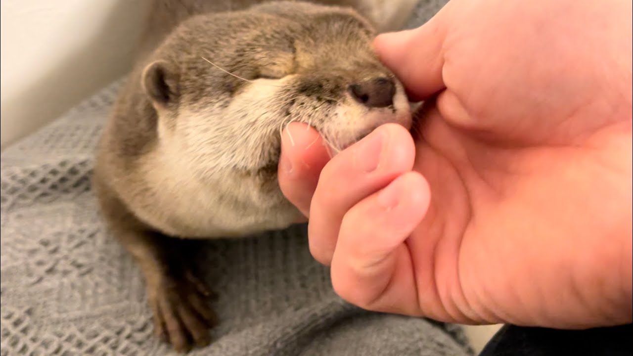 カワウソさくら 口の「ω」を触りまくった I touched the 