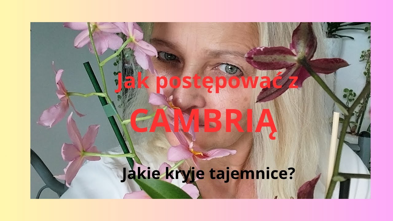 Jak uprawiać storczyka Cambrię ?Jak przesadzać cambrie, indukowanie kwitnienia