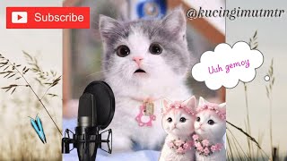 kucing lucu sholawatan allahulkafi