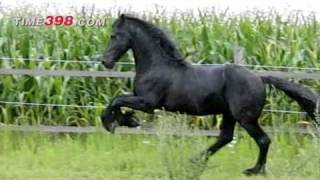 Friese Weltmeister Friesenhengste