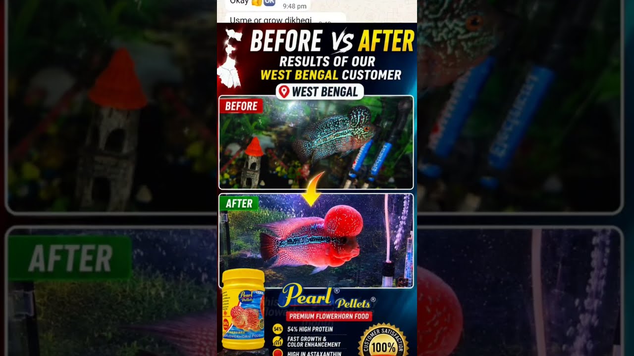 🔥 Flowerhorn Before & After Results | West Bengal Customer | Pearl Pellets ,West Bengal customer