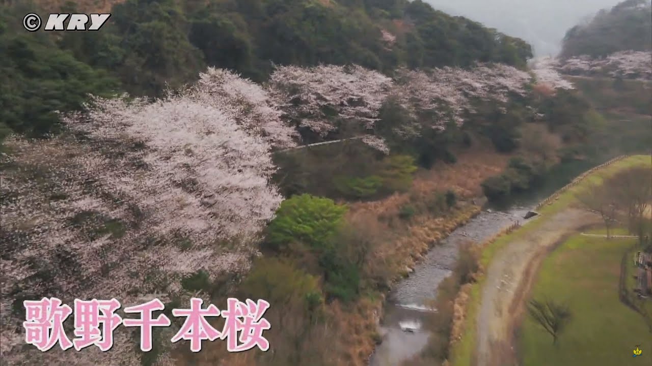 ドローンで見るお花見「歌野千本桜(山口県下関市菊川町)」