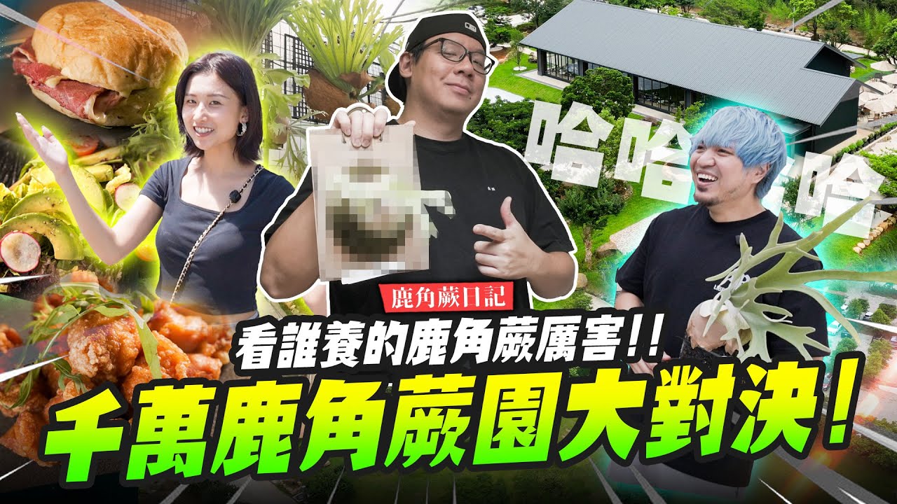 【鹿角蕨日記】千萬鹿角蕨園大對決！寄生上流居然差超多～看誰養的鹿角蕨厲害 @Haruhana_plants @1129jerry ｜Mr.Joe Hobby.tv