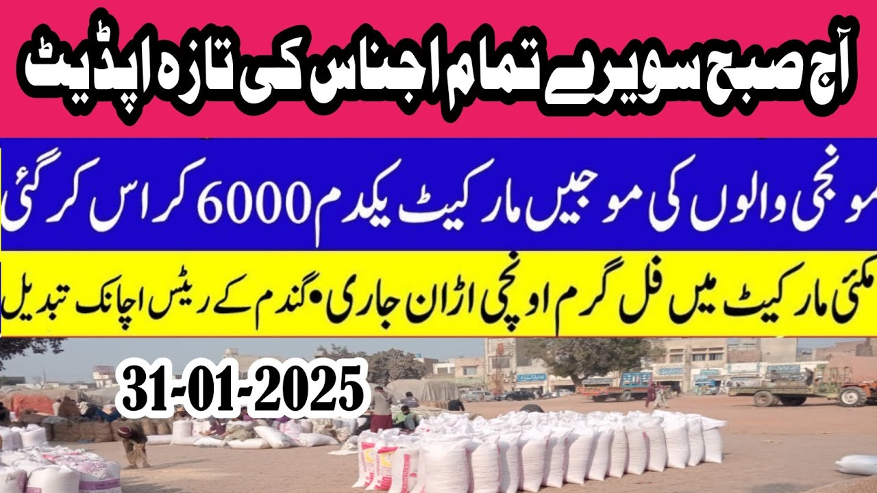 wheat price today 2025/wheat Future price in Pakistan/Munji rates today ...