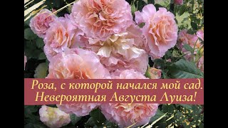 картинка: Роза, с которой начался мой сад. Невероятная Августа Луиза!