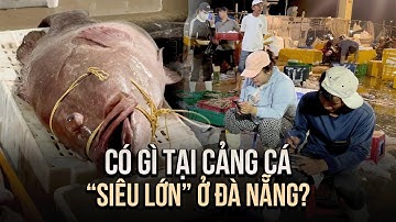 Một giờ sáng khám phá Cảng cá Thọ Quang