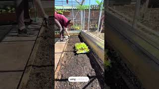 greenhouse lettuce 🥬