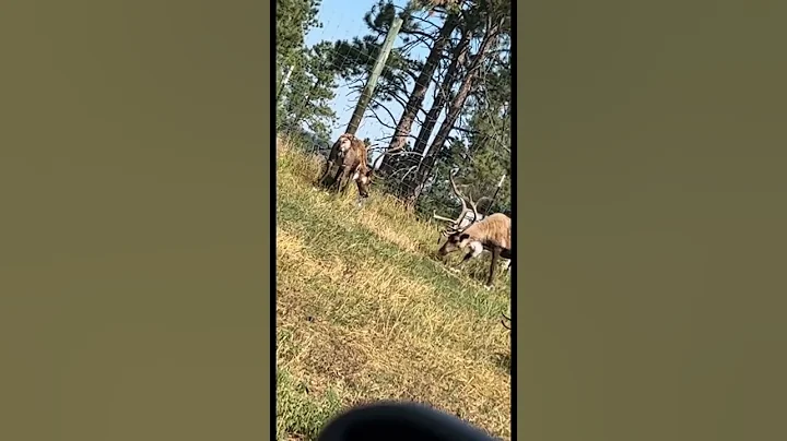 Reindeer drinking from the sprinklers in bear coun...