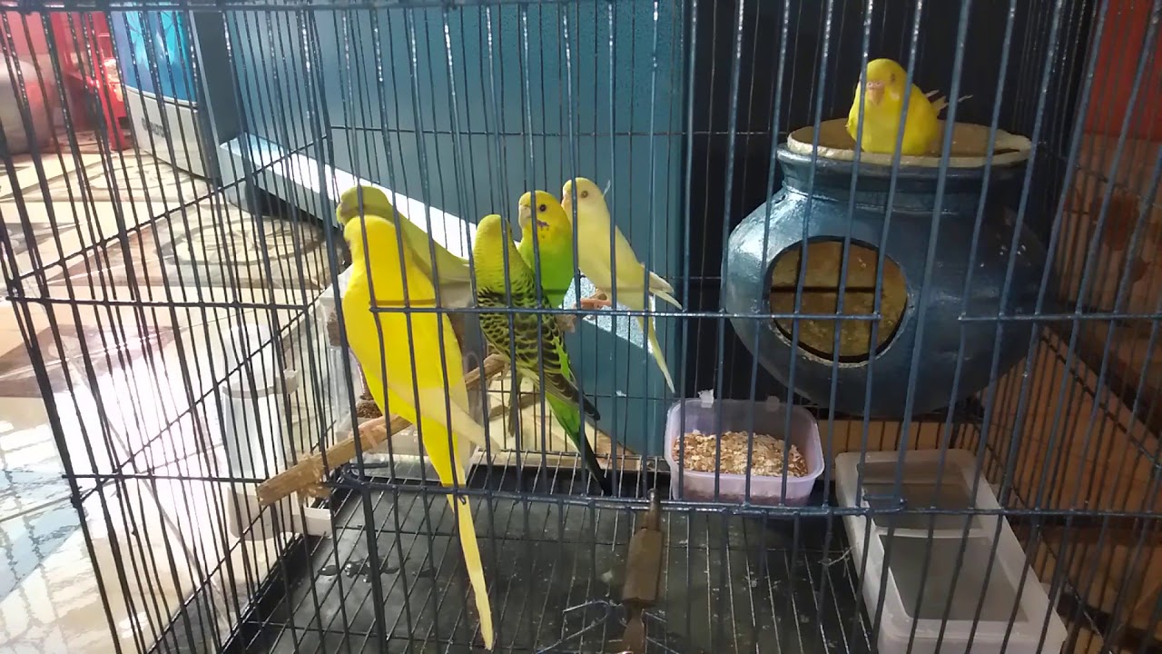Barjika bird/Nice bird বাজরিকা পাখি 2020 