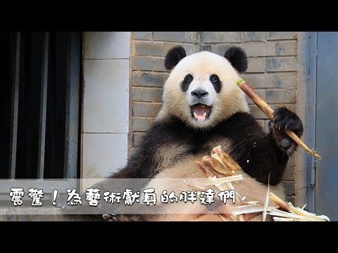 《熊貓TOP榜》第96期 震驚！為藝術獻身的胖達們 | iPanda熊貓頻道