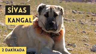 SİVAS - KANGAL TANITIM