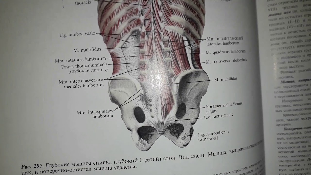04 Ребра и грудина, строение, варианты в анатомии,. Соединение ребер с ...