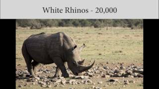 Bowling for Rhinos 2012 - aazk.org