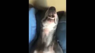 dog sleeping meme