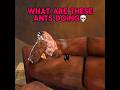WHAT ARE THESE ANTS DOING New Newchannel Gorillatag Funny Animalcompany Vr WHAT ARE THESE ANTS DOING New Newchannel Gorillatag Funny Animalcompany Vr