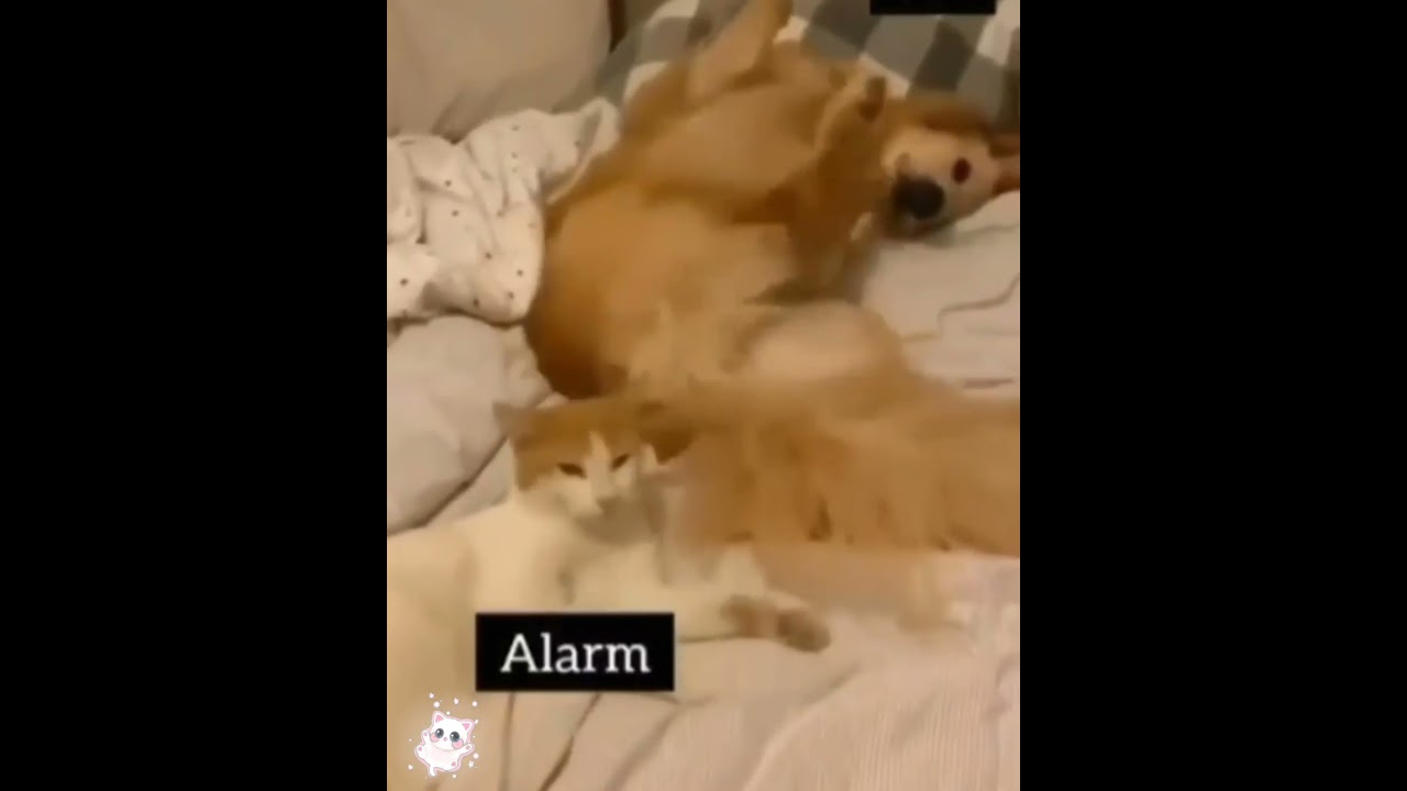 Funny Cat alarm!😹😹😹😹