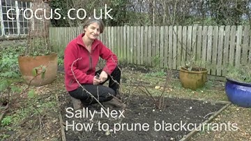 How To: Prune blackcurrants