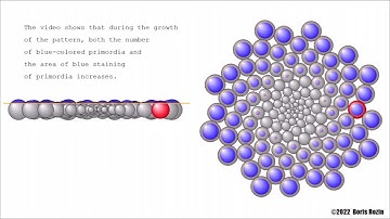 Video 2: Growth of the phyllotaxis pattern according to the dynamic model of morphogenesis.