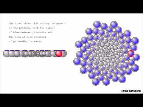 Video 2: Growth of the phyllotaxis pattern according to the dynamic model of morphogenesis.