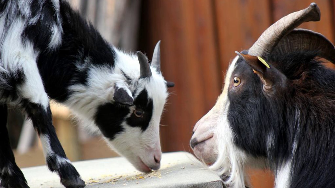 Urgestein Ferien - Stans - Austria