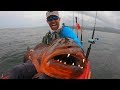 Giant Snapper with HUGE Teeth  | Field Trips Panama