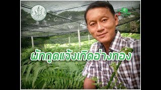 ผักกูดพัทลุงแจ้งเกิดที่อ่างทอง! ฝีมือ YSF ปริญญาโท ยอดอวบ ผลิตไม่พอขาย...