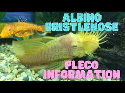 Video: Seberapa Besar Plecostomus A Dapatkan?